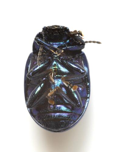 Chrysolina coerulans